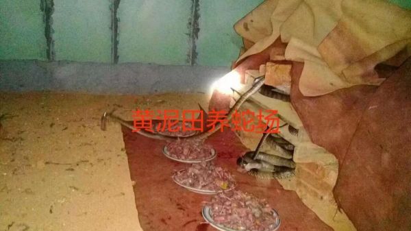 養蛇培訓基地是什么